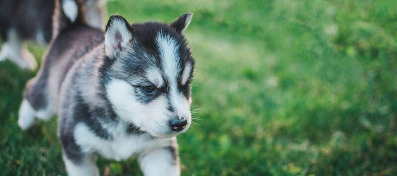 Siberian Husky Breed Information