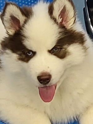 2 Female Siberian Husky's for sale in Bathgate, West Lothian - Image 2