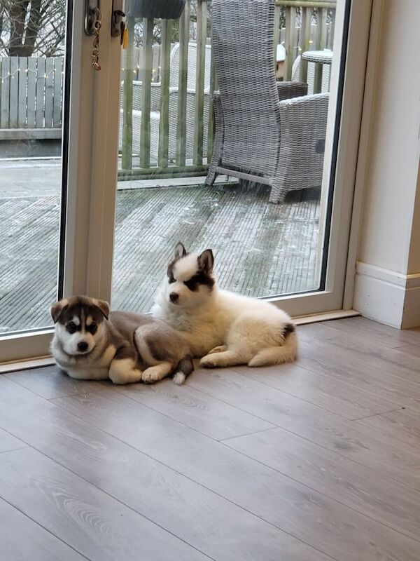 2 Female Siberian Husky's for sale in Bathgate, West Lothian - Image 3