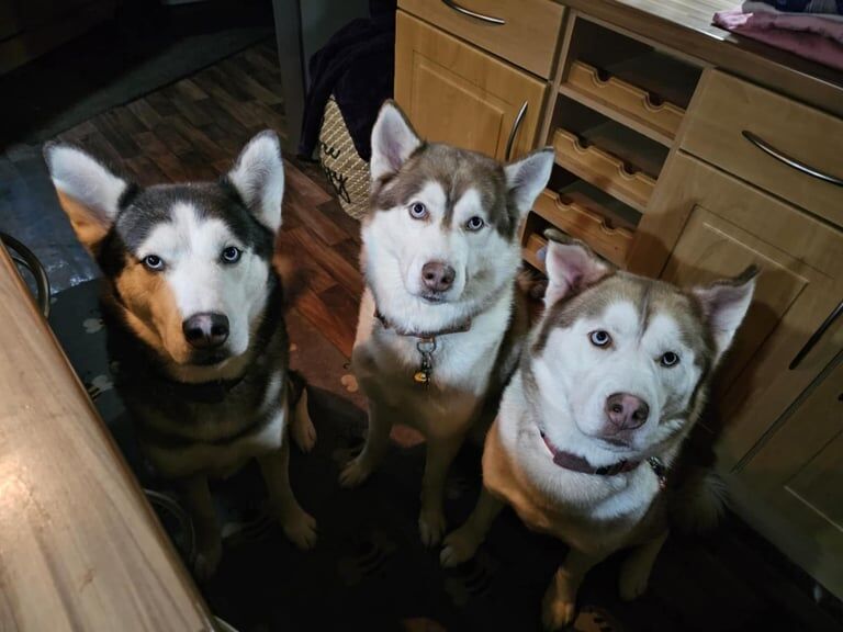 3 young male huskies for sale to a loving home for sale in Stonehouse, Lanarkshire