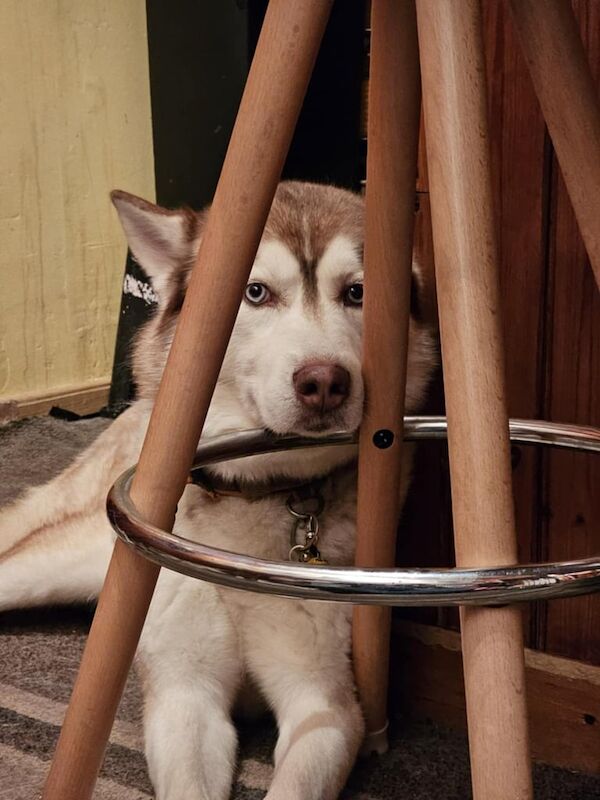 3 young male huskies for sale to a loving home for sale in Stonehouse, Lanarkshire - Image 3