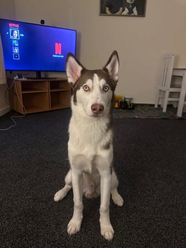 6 month old Brown Siberian Husky for sale in Stirling, Stirling and Falkirk