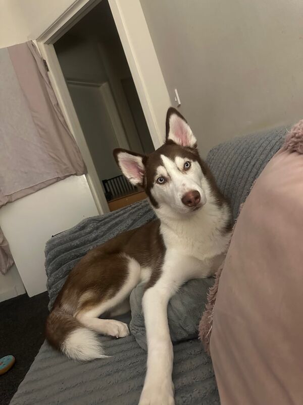 6 month old Brown Siberian Husky for sale in Stirling, Stirling and Falkirk - Image 2