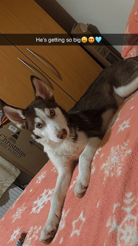 6 month old Brown Siberian Husky for sale in Stirling, Stirling and Falkirk - Image 3