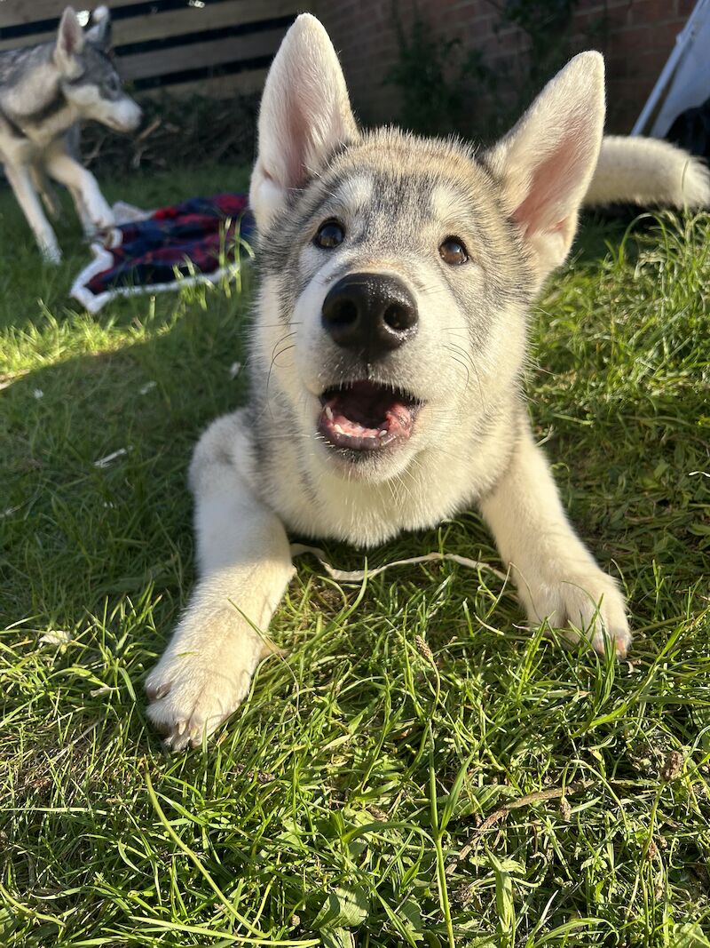 Beautiful Siberian Husky Puppies for sale in Poole Dorset 