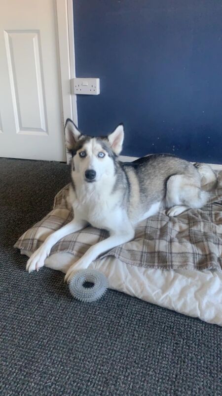 Female Siberian Husky for sale in Winsford, Cheshire