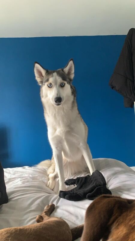 Female Siberian Husky for sale in Winsford, Cheshire - Image 2