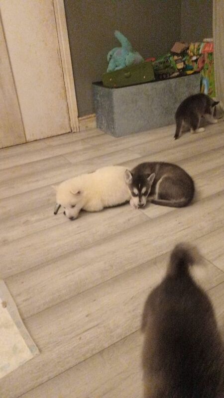 Full bred husky pups for sale in Gravesend, Kent