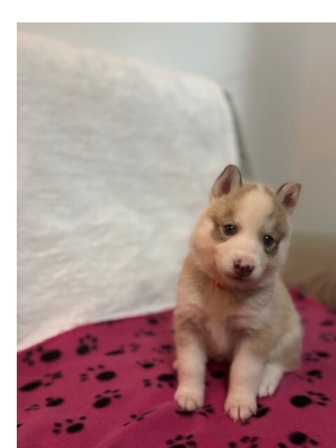 Full breed Siberian Husky pups for sale in Chapelhall, North Lanarkshire - Image 2