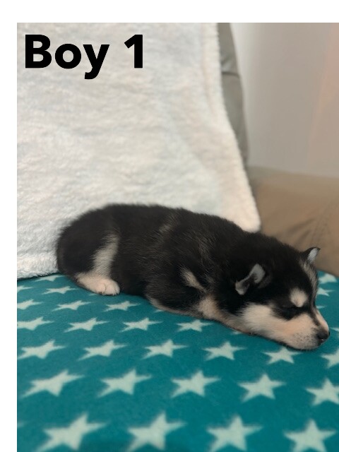 Full breed Siberian Husky pups for sale in Chapelhall, North Lanarkshire - Image 3