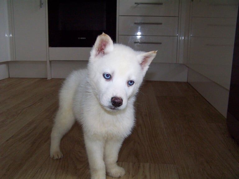 Gorgeous white Siberian Husky puppies for sale in Oakham, Rutland