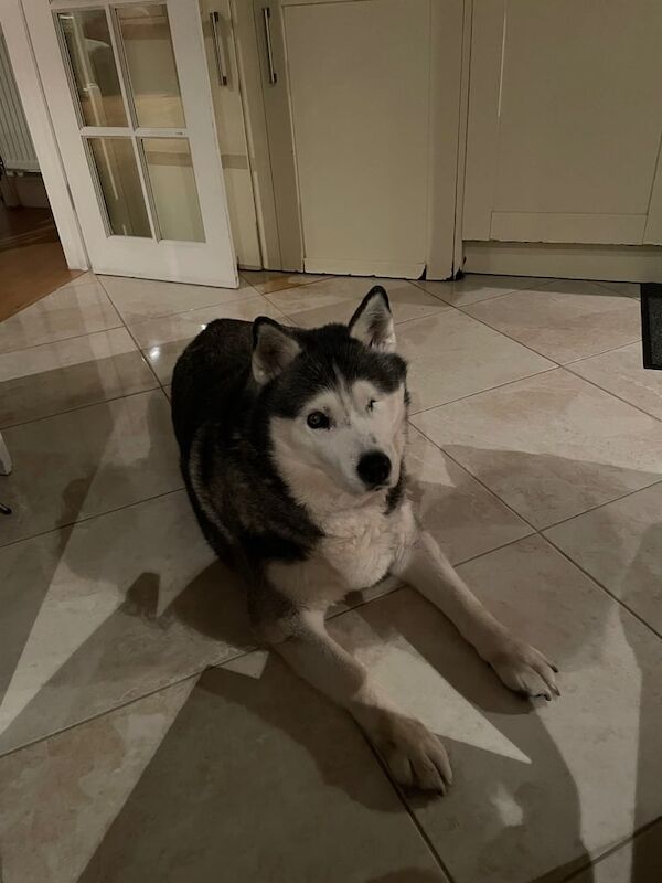 Help rehoming old husky for sale in Esher, Surrey