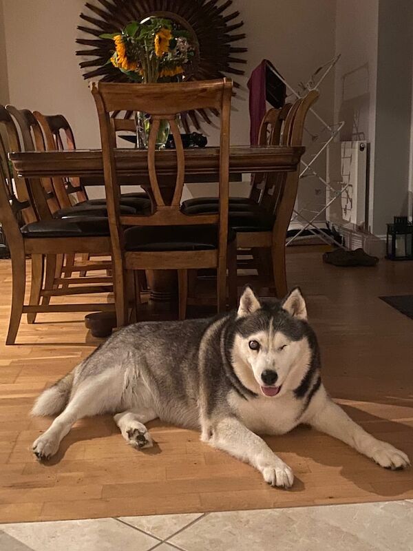 Help rehoming old husky for sale in Esher, Surrey - Image 2