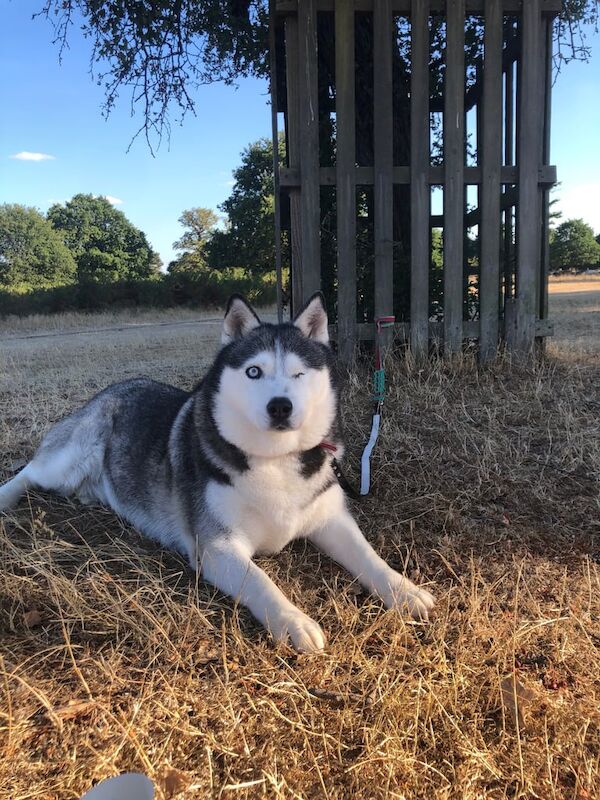 Help rehoming old husky for sale in Esher, Surrey - Image 3