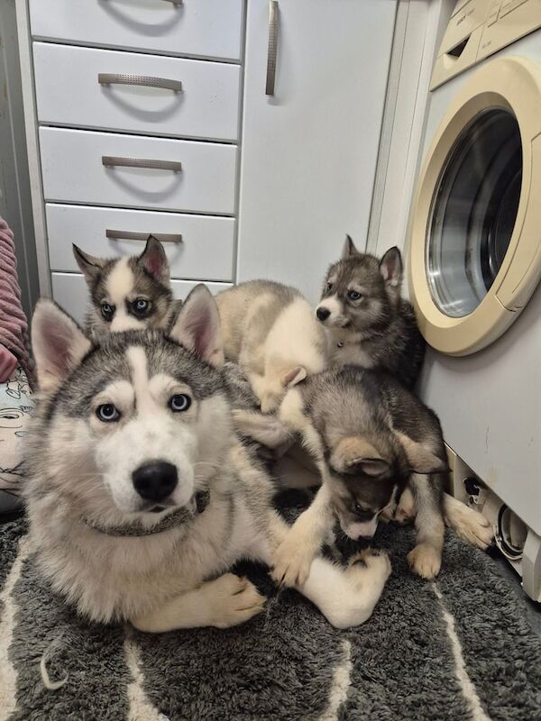 Huskie puppies for sale in Glenrothes, Fife