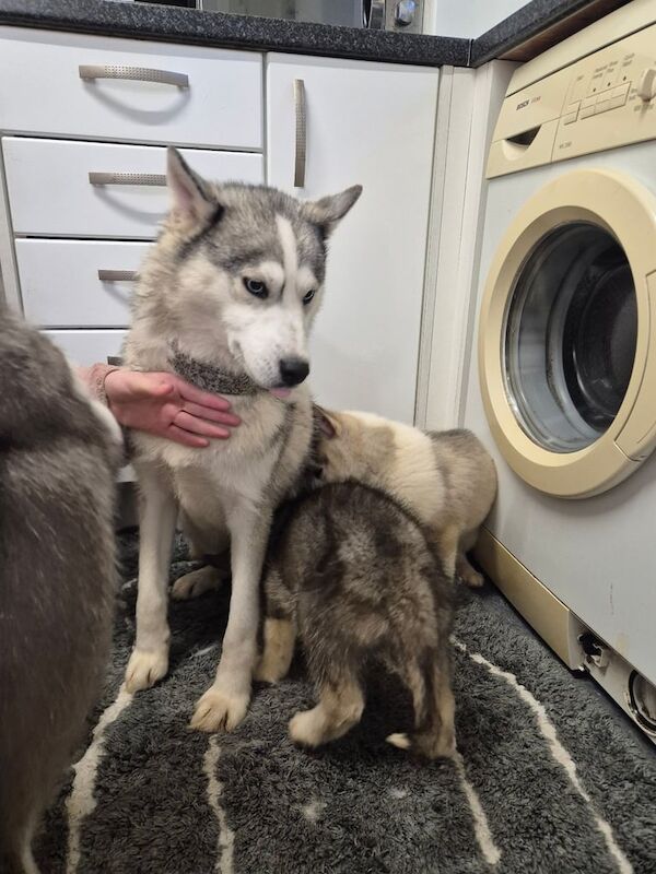 Huskie puppies for sale in Glenrothes, Fife - Image 2