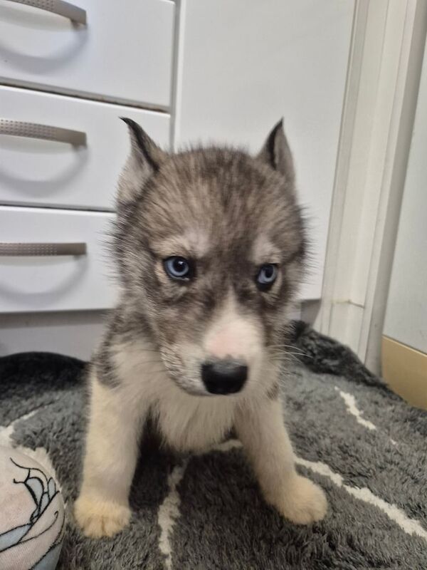 Huskie puppies for sale in Glenrothes, Fife - Image 3