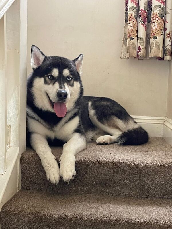 Husky cross malamute for sale in Ipswich, Suffolk