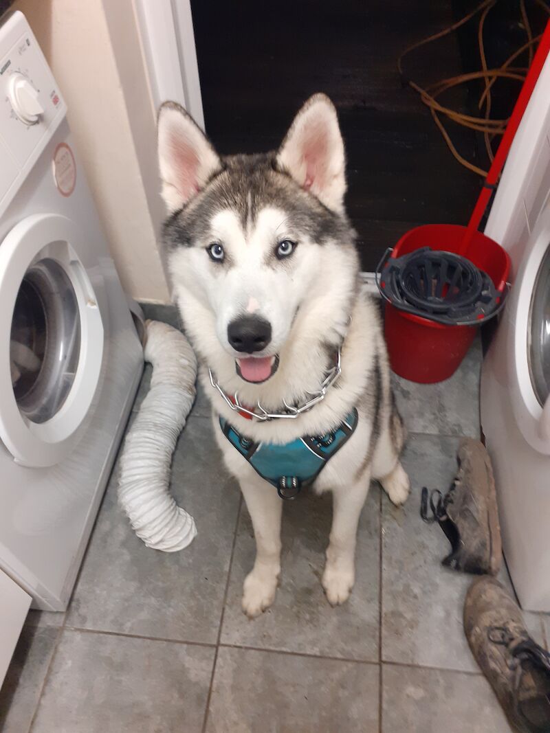 Husky Cross malamute for sale in Hampshire 