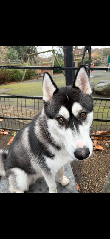 Husky for sale in Belvedere, Greater London