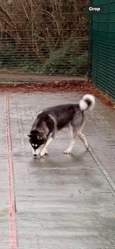 Husky for sale in Belvedere, Greater London - Image 2