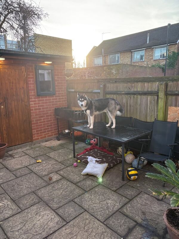 Husky for sale in Belvedere, Greater London - Image 3