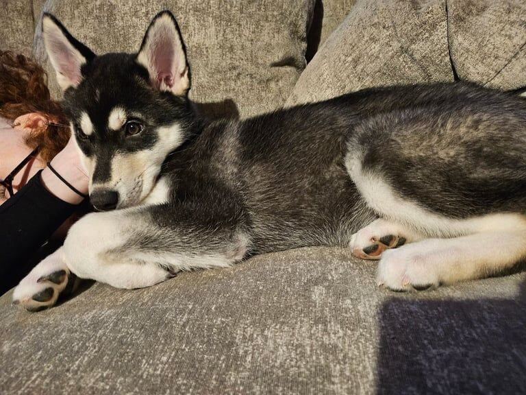 Husky Puppies For Sale Under £1,000