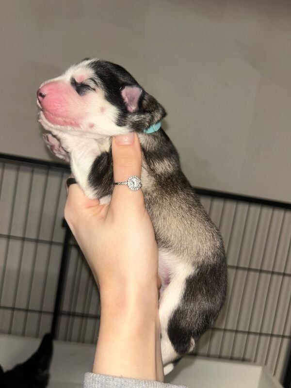 Husky puppies for sale in Bridge of Earn, Perth and Kinross - Image 2