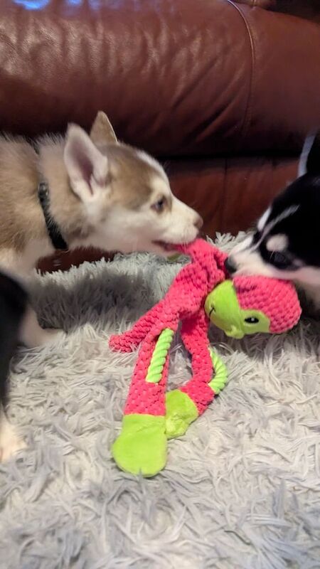 Husky puppies for Sale in Aberdeen, Aberdeen City