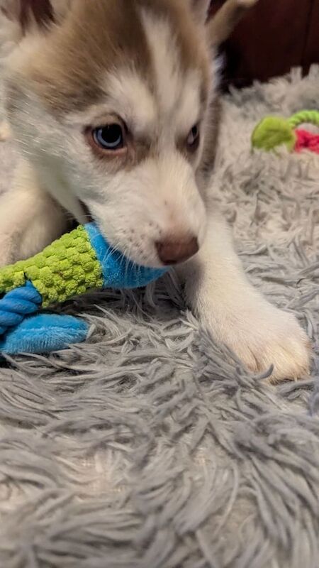 Husky puppies for Sale in Aberdeen, Aberdeen City - Image 2