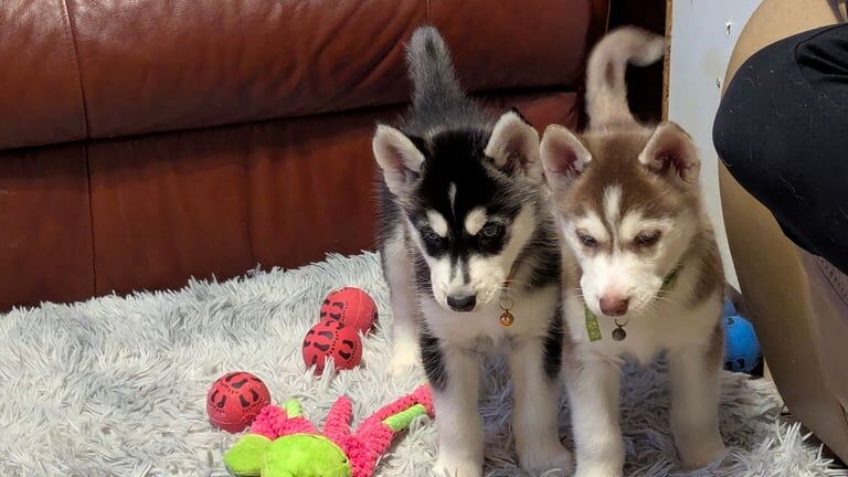 Husky puppies for Sale in Aberdeen, Aberdeen City - Image 3