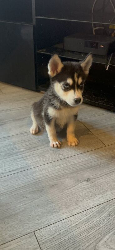 Husky pups for sale in Wolverhampton, West Midlands