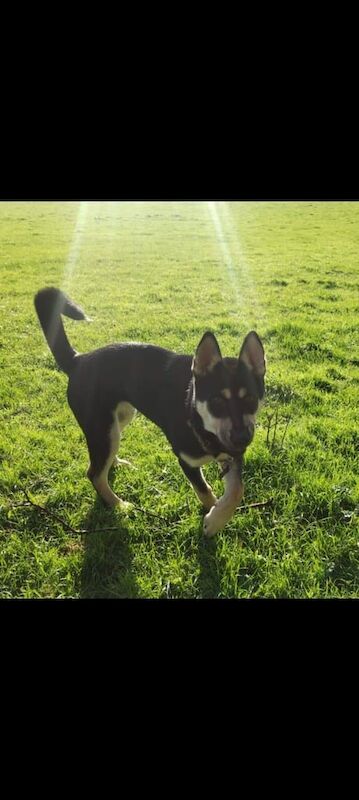 Husky X Shar Pai for sale in Millbrook, Cornwall - Image 3