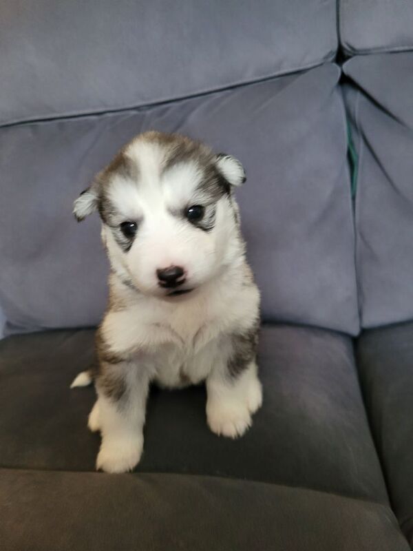 Huskys for sale, prices reduced 800 for sale in Burnley, Lancashire - Image 3