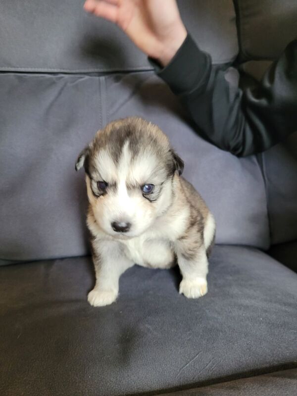 Huskys for sale, prices reduced 800 for sale in Burnley, Lancashire - Image 7