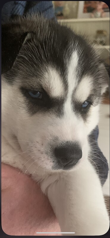 Kennel club Siberian husky puppies for sale in Farnborough, Hampshire