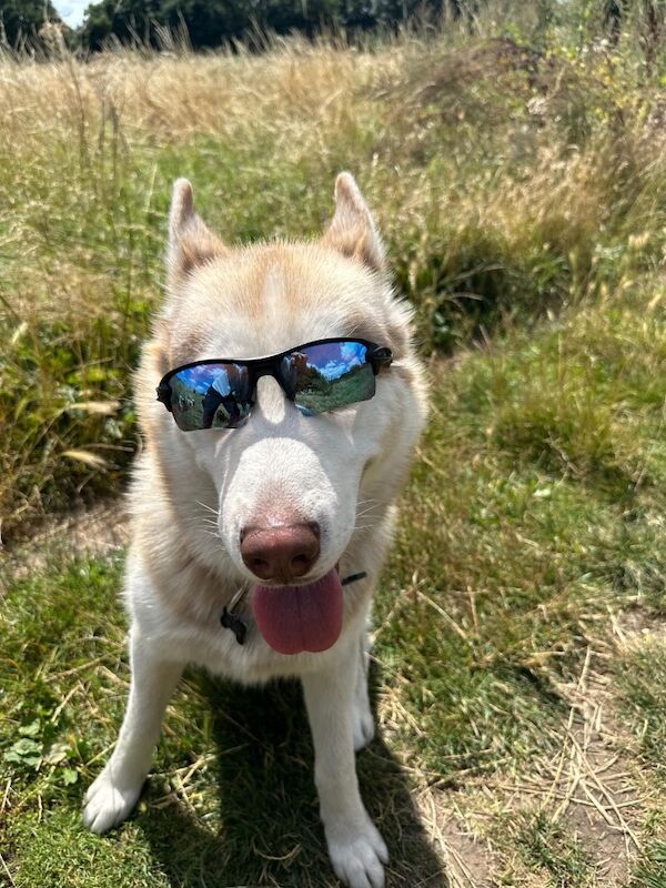 Leo London Husky Stud for sale in London, City of London, Greater London