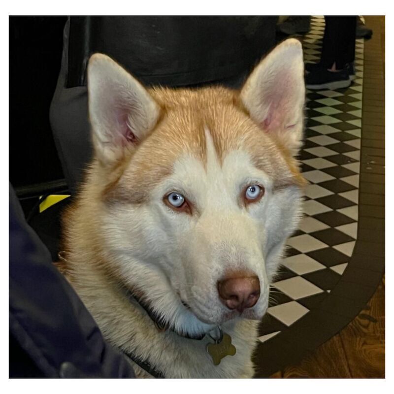 Leo London Husky Stud for sale in London, City of London, Greater London - Image 7