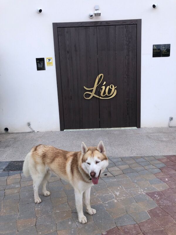 Leo London Husky Stud for sale in London, City of London, Greater London - Image 9