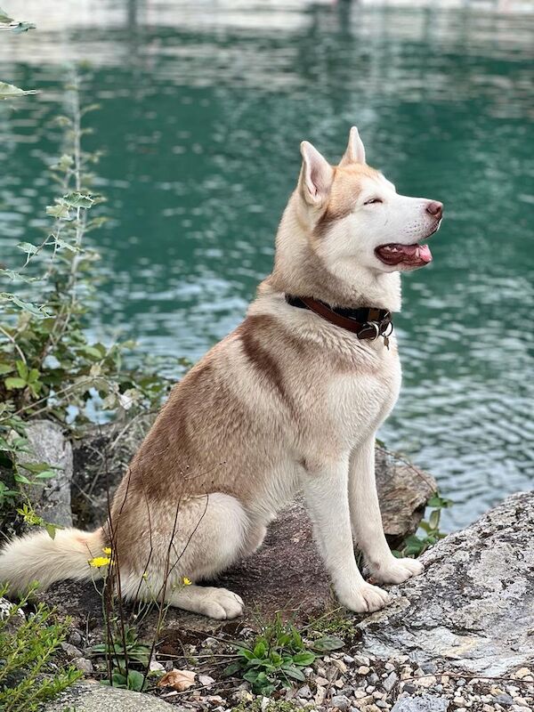 Leo London Husky Stud for sale in London, City of London, Greater London - Image 11