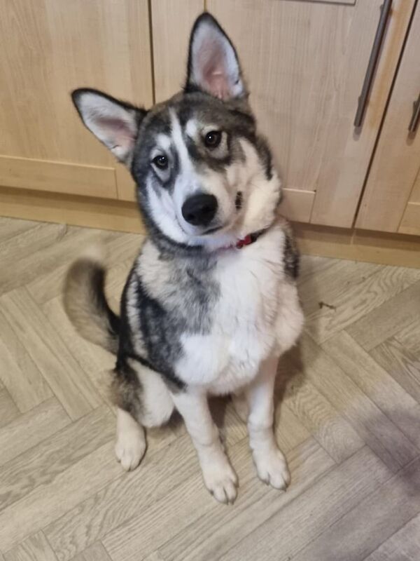 Male siberian husky for sale in West Calder, West Lothian