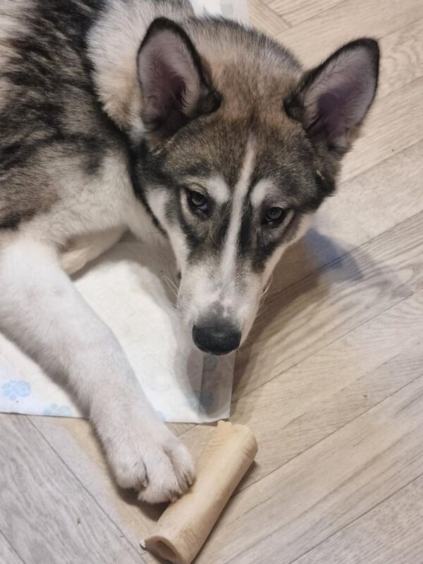 Male siberian husky for sale in West Calder, West Lothian - Image 2