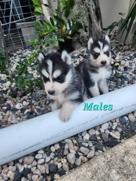 Purebred Siberian Husky Pups for sale in Desborough, Northamptonshire