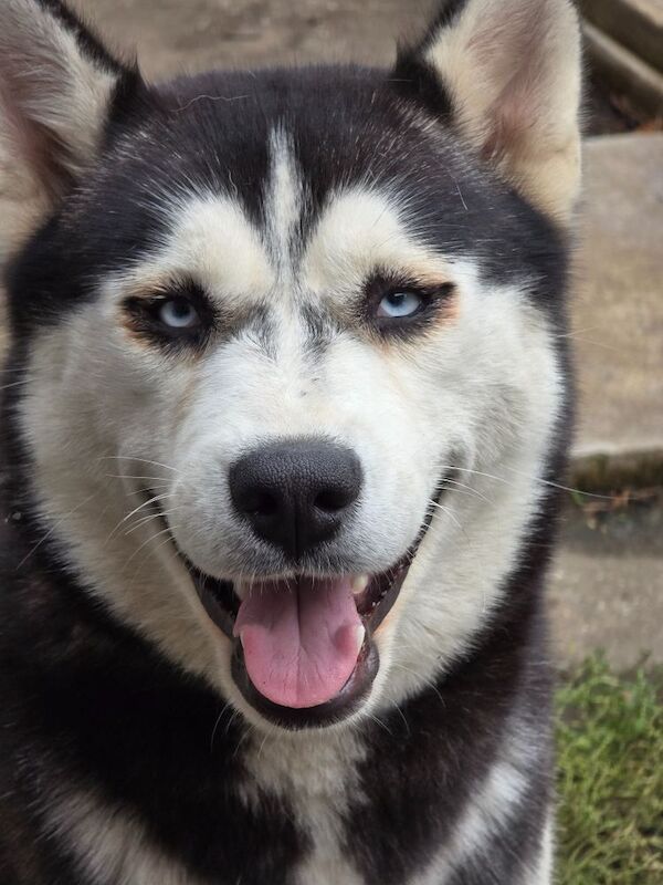 Siberian Huskies Female for sale in Dagenham, Barking & Dagenham, Greater London