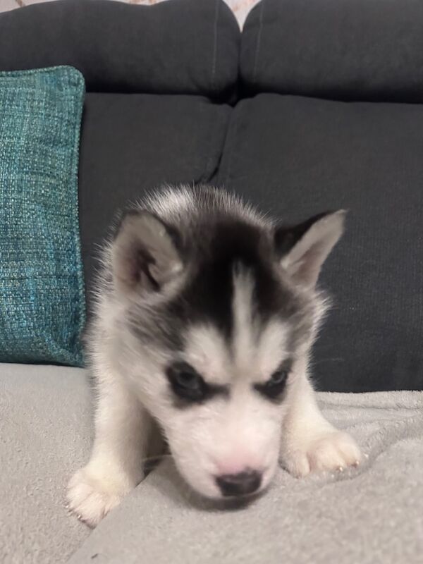 Siberian Huskies for sale in West Midlands - Image 12