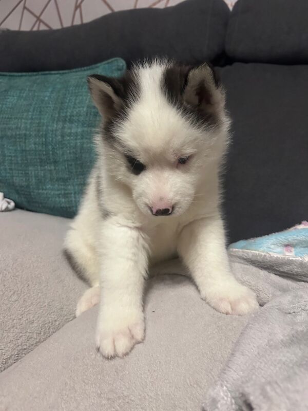 Siberian Huskies for sale in West Midlands - Image 14