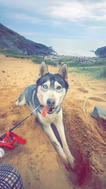 Siberian huskies miska and duke for sale in Swansea