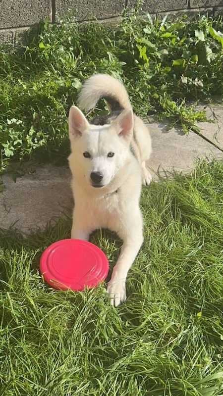 Siberian huskies miska and duke for sale in Swansea - Image 2