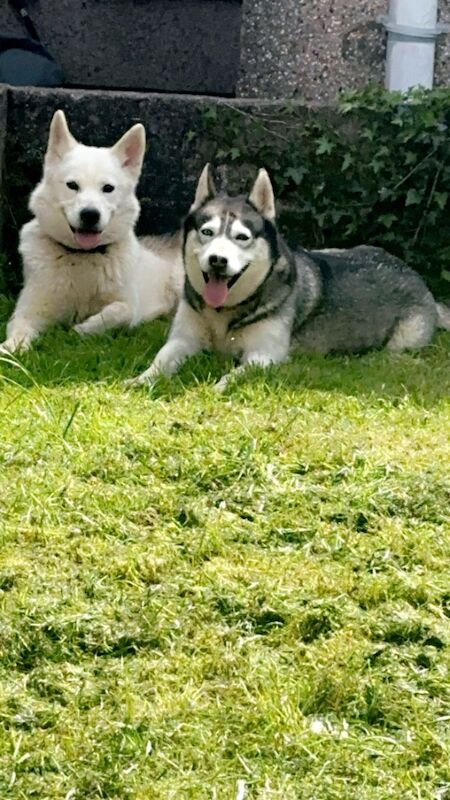 Siberian huskies miska and duke for sale in Swansea - Image 3