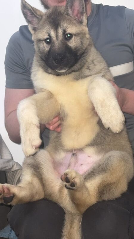 Siberian husky and Akita puppies available for sale in Dudley, West Midlands